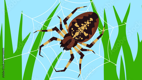 Spider-cross sits on a web on the grass