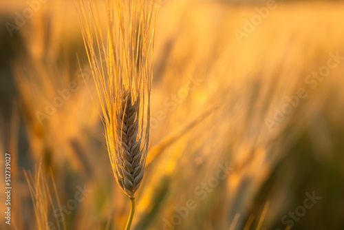 Golden wheat close-up. Golden sunset light. Soft warm summer background. Cultivation of grain crops  conceptual agriculture. Summer natural background. Ripe wheat ears in the bright rays of the sun