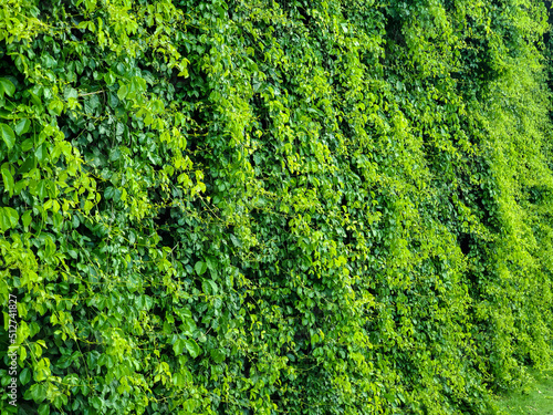 Green grass wall texture for backdrop and artwork.