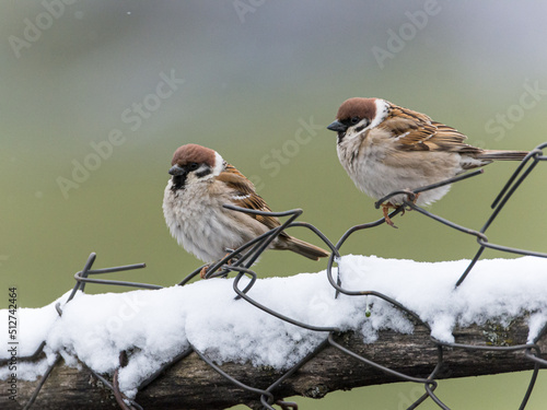 Tree sparrows on a snowy fence
