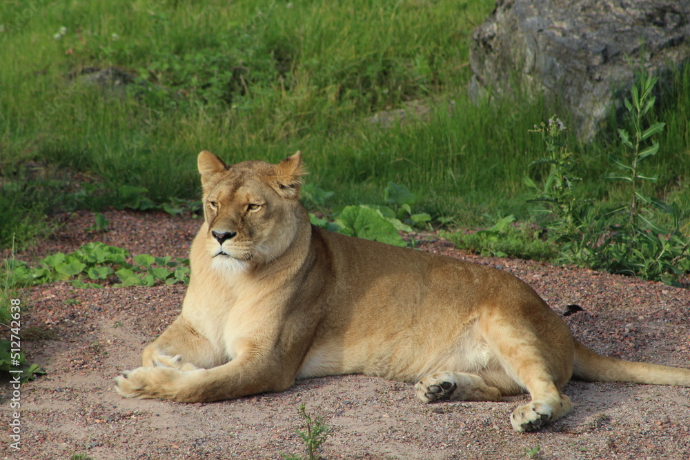 Naklejka premium Animaux, nature,