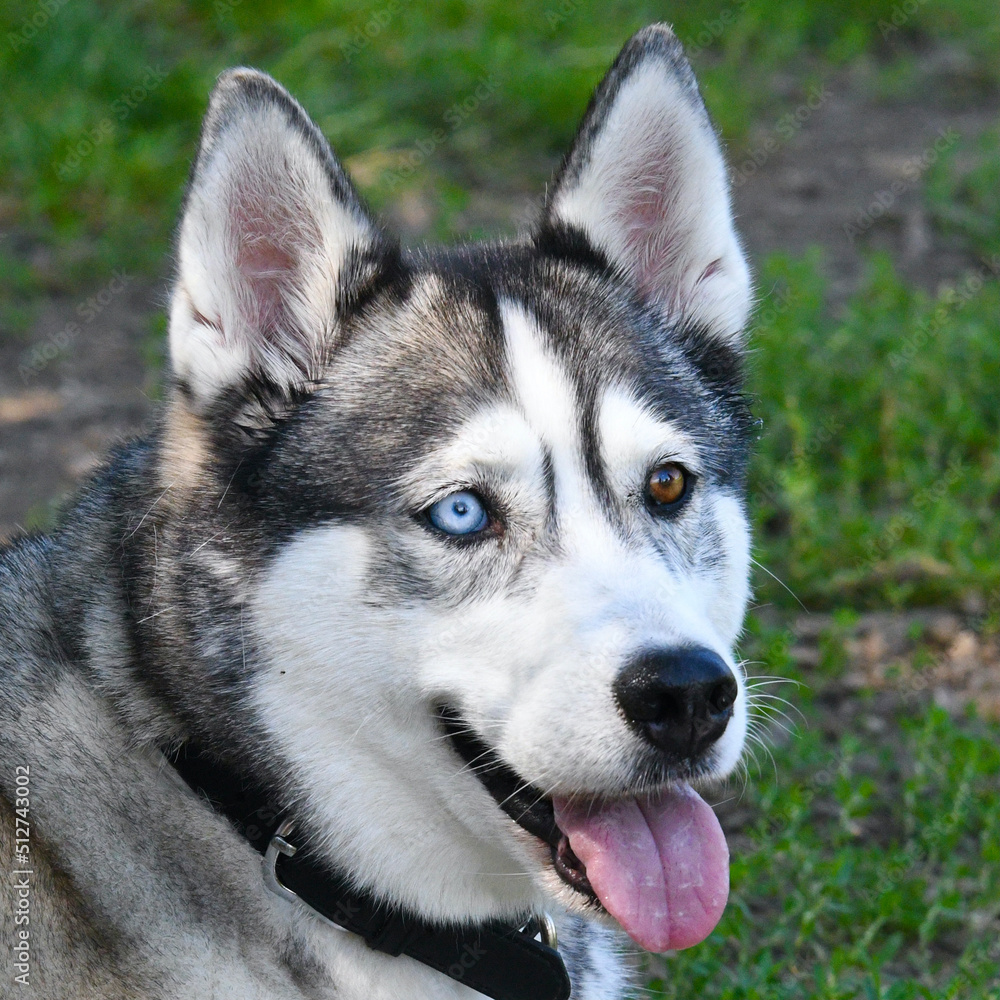 Close-up on beautiful heterochromatic eyes, brown and blue, of a husky dog.