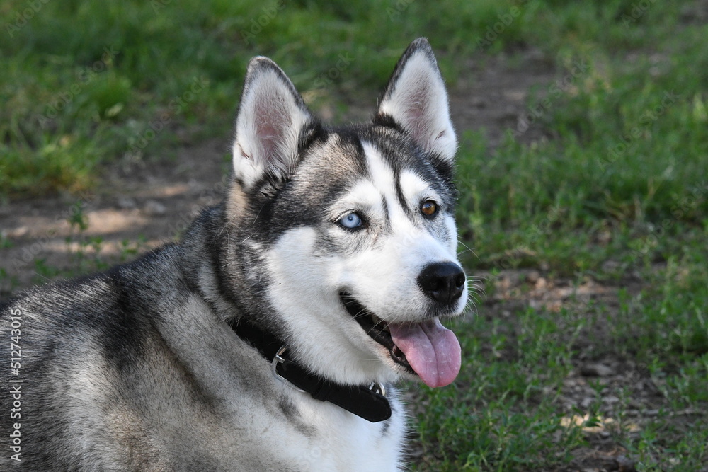 Close-up on beautiful heterochromatic eyes, brown and blue, of a husky dog.