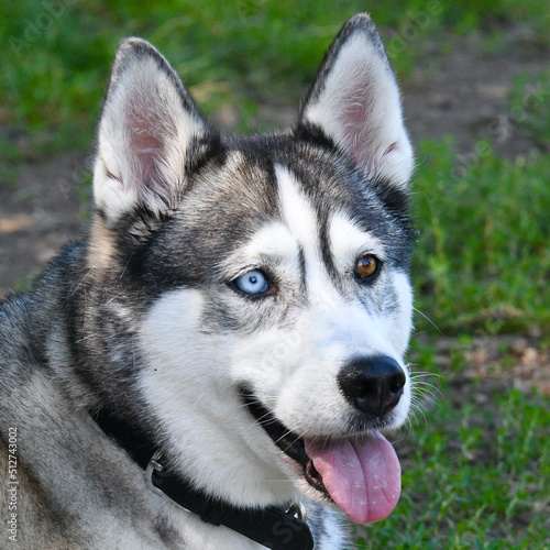 Close-up on beautiful heterochromatic eyes, brown and blue, of a husky dog.