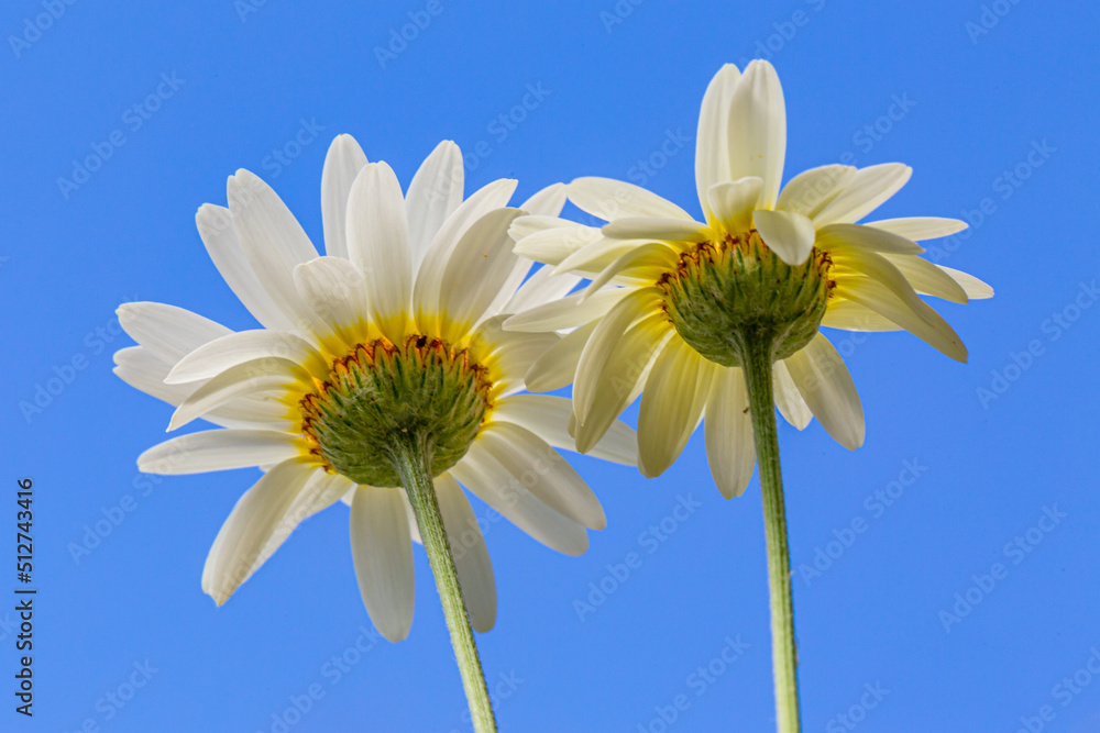 Pretty anthemis tinctoria flowers, known as Dyer's chamomile, in the summer sunshine Pretty anthemis tinctoria flowers, known as Dyer's chamomile, in the summer sunshine