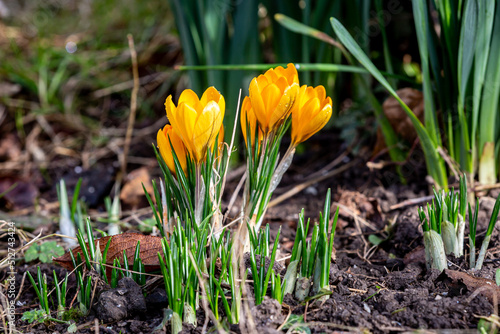 Yellow crocus flowers in bloom on a sunny february day