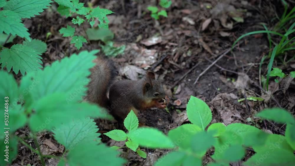 A gray-brown squirrel sits on the ground in a thicket and enthusiastically eats a nut, eating out the kernel and nibbling the shell, in a hurry. A gray-brown squirrel sits on the ground in a thicket and enthusiastically eats a nut, eating out the kernel and nibbling the shell, in a hurry.