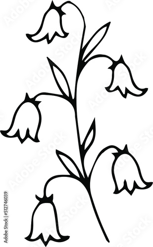 bluebell flower on a white background