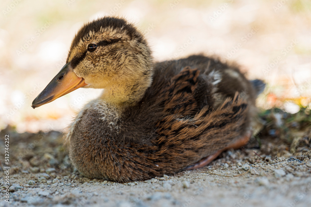 Close-up of a reclining mallard chick Close-up of a reclining mallard chick