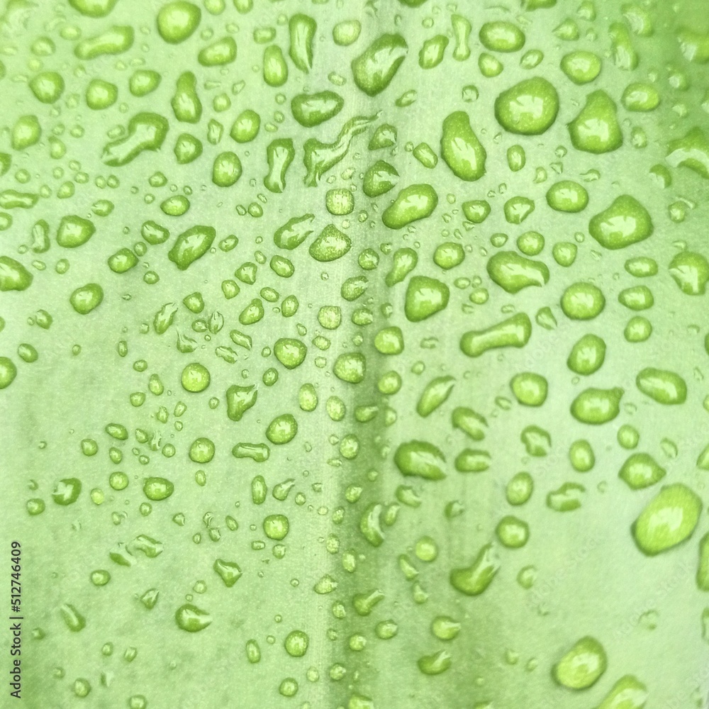 raindrops sticking to green leaves in the playground