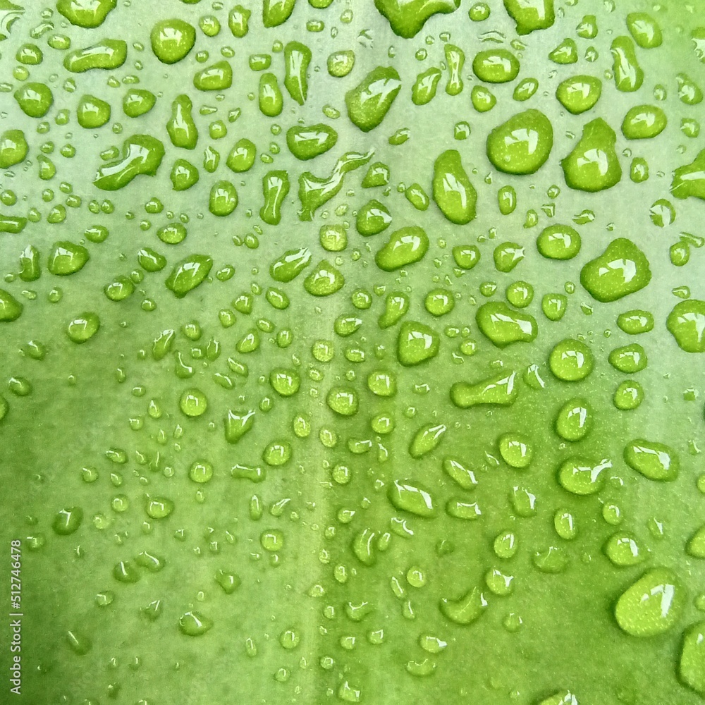 raindrops sticking to green leaves in the playground