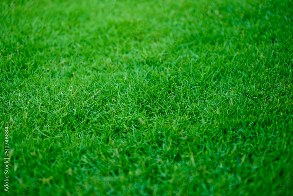 Green grass background, football field
