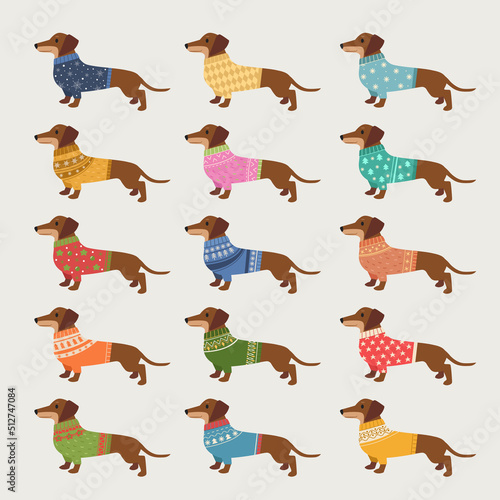 dachshund. long dog in winter fashioned sweaters knitted clothes for pets. Vector illustrations
