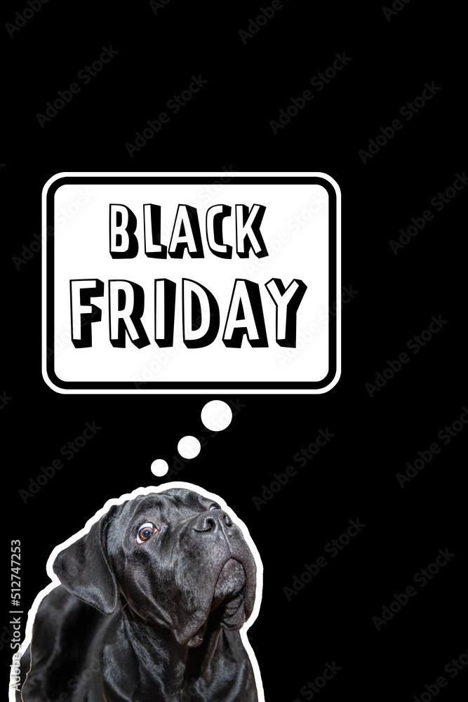 Black Friday Sale concept. Funny cane corso dog astonishment, Black Friday Sale on black background. Sales, shopping, discounts, sale season advertising concept. Copy space Black Friday Sale concept. Funny cane corso dog astonishment, Black Friday Sale on black background. Sales, shopping, discounts, sale season advertising concept. Copy space