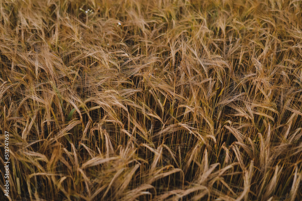 texture of wheat crops growing in the field texture of wheat crops growing in the field