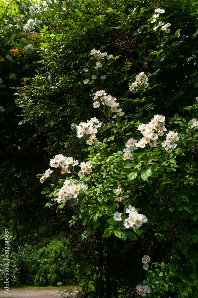 Lush green bush with snow-white blooms of rose in a city park. Roses blooming in northern europe. Lush green bush with snow-white blooms of rose in a city park. Roses blooming in northern europe.
