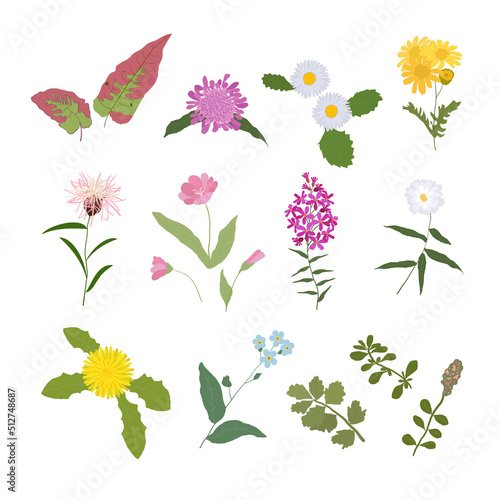 Fototapeta Naklejka Na Ścianę i Meble -  Wild Flowers and Herbaceous Flowering Plants Vector Collection