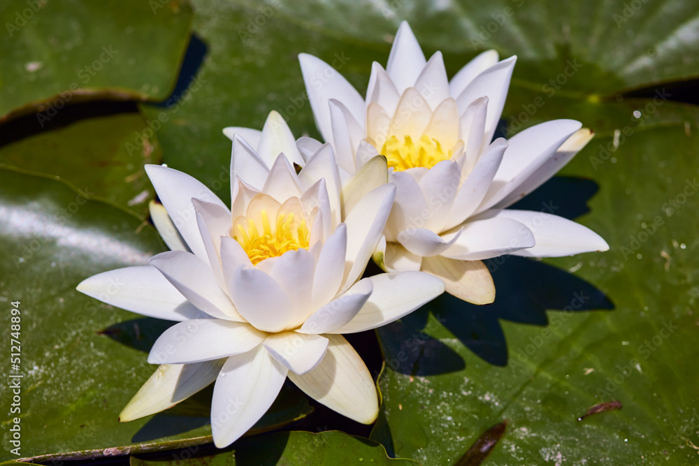 White lotus with yellow pollen on surface of pond