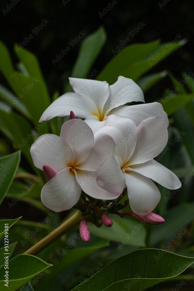 Closeup view of delicate white and pink plumeria or frangipani cluster of flowers and buds in outdoors tropical garden isolated on dark natural background Closeup view of delicate white and pink plumeria or frangipani cluster of flowers and buds in outdoors tropical garden isolated on dark natural background