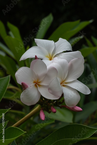 Closeup view of delicate white and pink plumeria or frangipani cluster of flowers and buds in outdoors tropical garden isolated on dark natural background