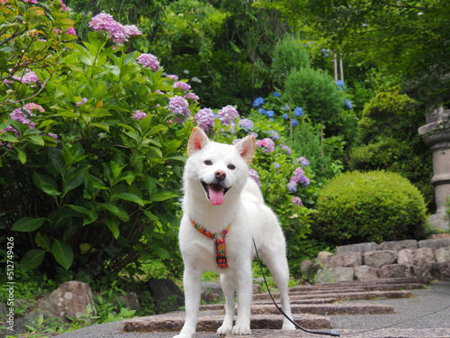 見頃の紫陽花と白い犬
