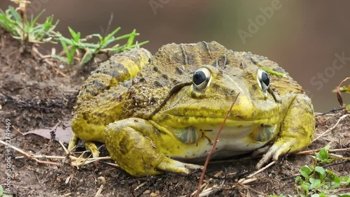 Frog -Rain -Eyes-frog in Pond . photo