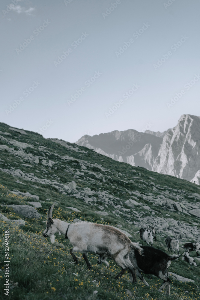Gämse unterhalb des Ifingers im Wandergebiet Meran 2000 in den Sarntaler Alpen zum Sonnenuntergang 1