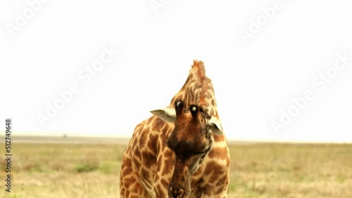 A giraffe stands and poses for the camera, pretends to want to pluck grass and shows a teasing tongue In a soaring hot savannah in the African wild