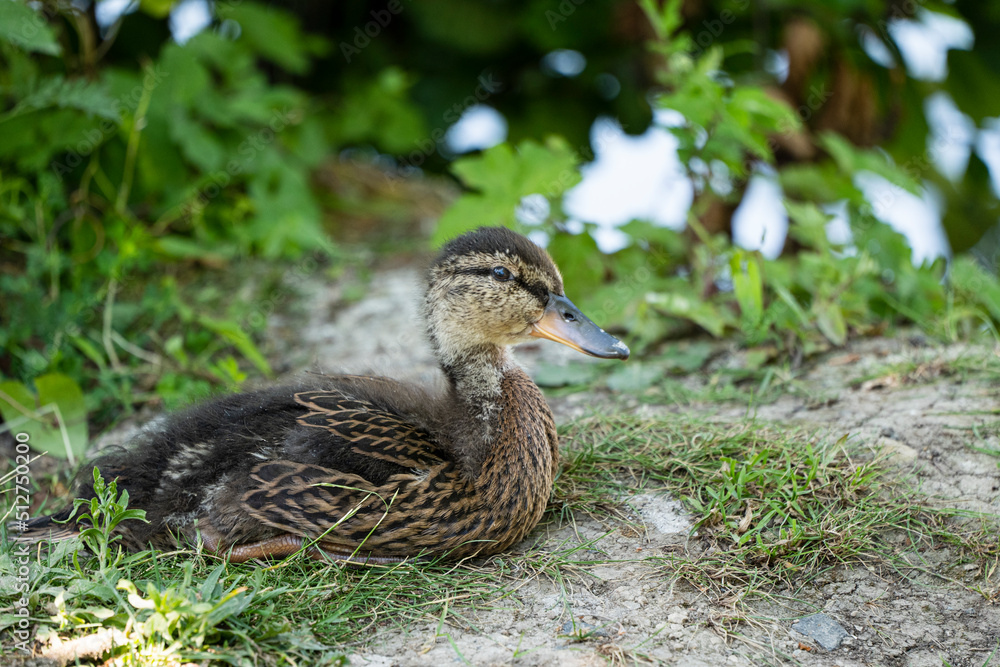 Portrait of a female, young mallard. Lying on the shore Portrait of a female, young mallard. Lying on the shore