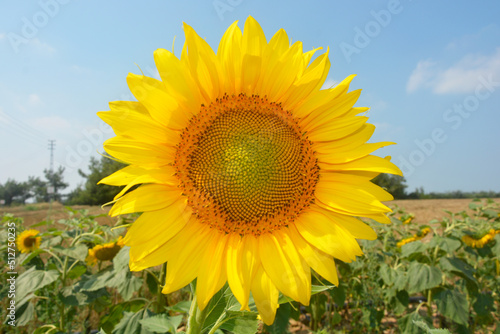 Light Yellow and Shiny Sunflower