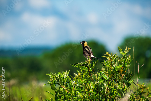 Bobolink Bird Perched On A Bush In The Field photo