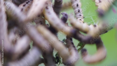 Caterpillars of weave moth yponomeuta evonymella. Macro photography caterpillar, soft focus. photo