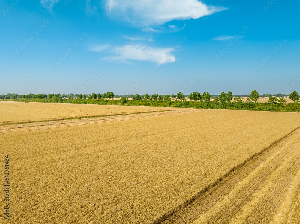 Aerial view of ripe wheat field natural landscape in farm. Yellow wheat field under blue sky. Aerial view of ripe wheat field natural landscape in farm. Yellow wheat field under blue sky.