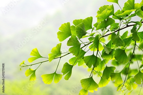 green ginkgo leaves background in spring