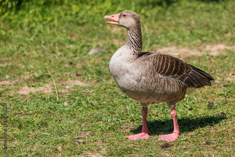 full body portrait of a grey goose on a meadow with an open beak full body portrait of a grey goose on a meadow with an open beak