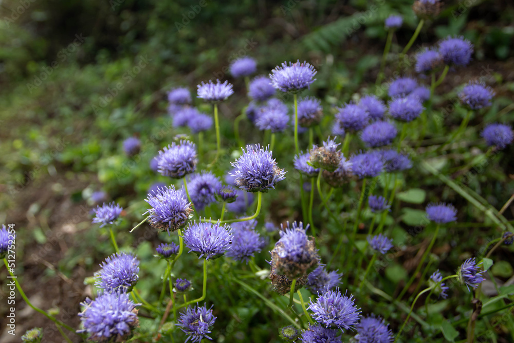 Blue flowers on the summer meadow Blue flowers on the summer meadow