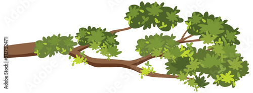 Isolated tree branch on white background