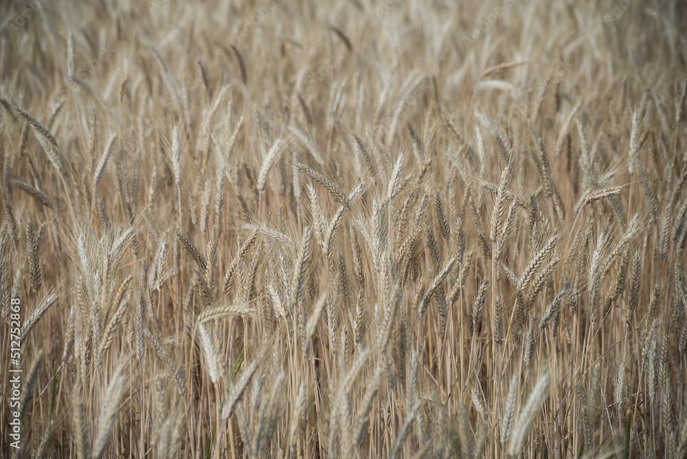 closeup of wheat field background closeup of wheat field background