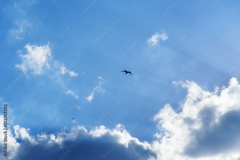birds flying high in the sky, bright sunlight through the clouds