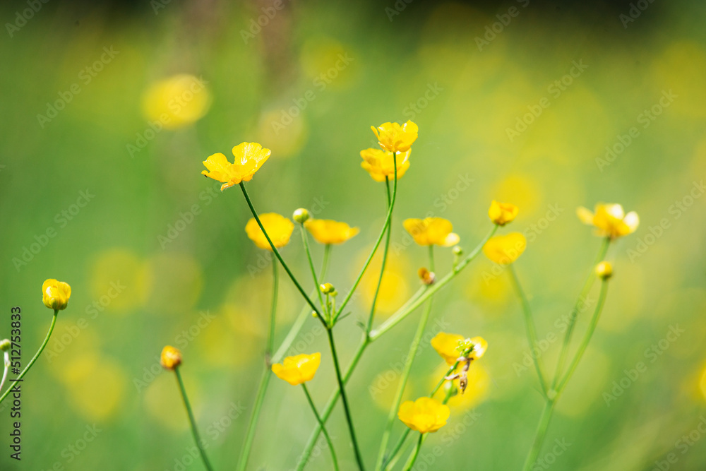 Fototapeta premium Floral green meadow with bright buds of wildflowers in focus - summer nature view