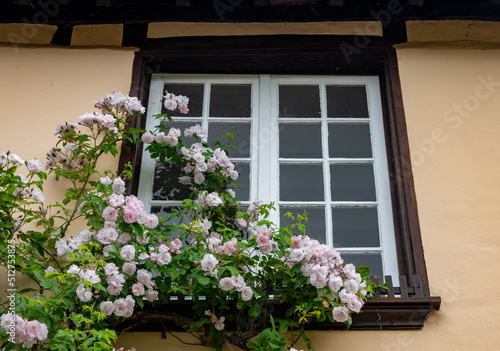 Blossom of fragrant colorful roses on narrow streets of small village Gerberoy  Normandy  France