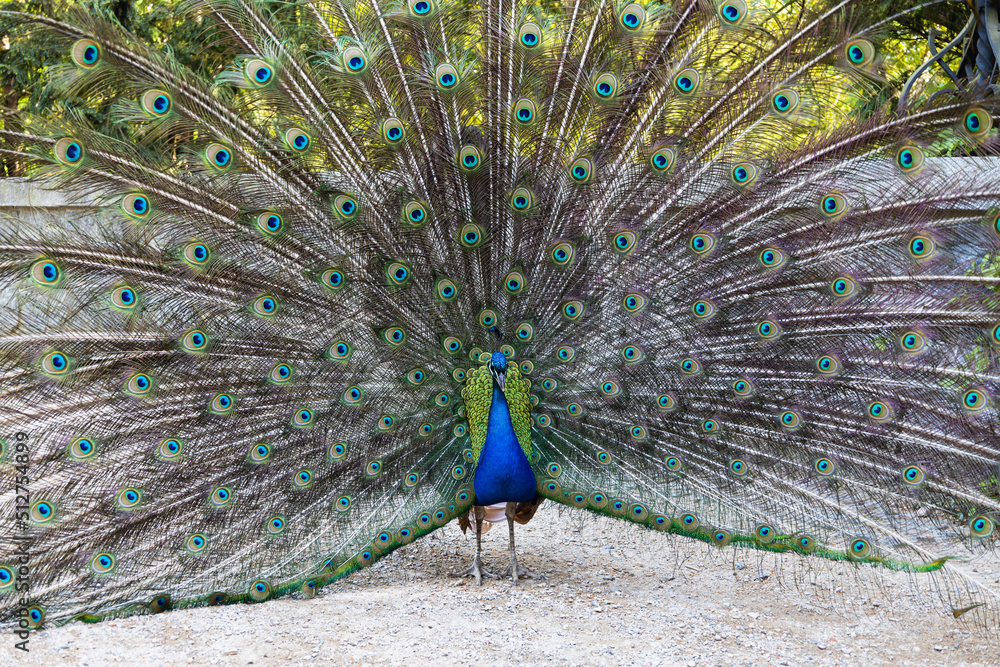 Obraz premium Closeup of peacock or blue peafowl with its spread wings