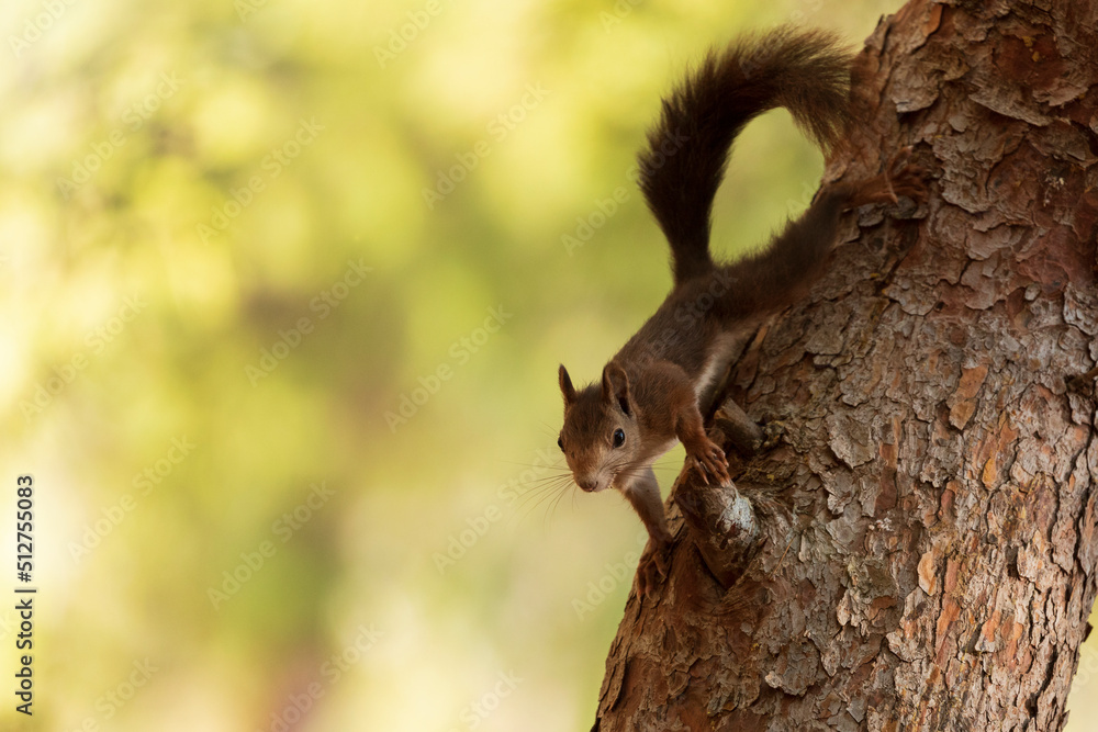 Squirrel on a tree Squirrel on a tree