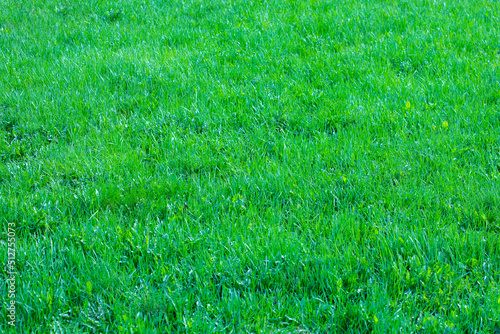 Mowed fresh grass green lawn, natural background lawn grass photo