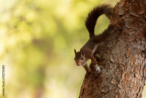 Squirrel on a tree © Mery_Stockera