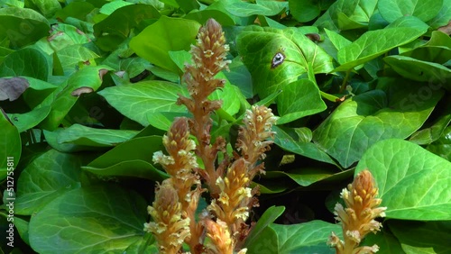 The ivy broomrape (Orobanche hederae)  is like other members of the genus Orobanche, a parasitic plant without chlorophyll, slider shot