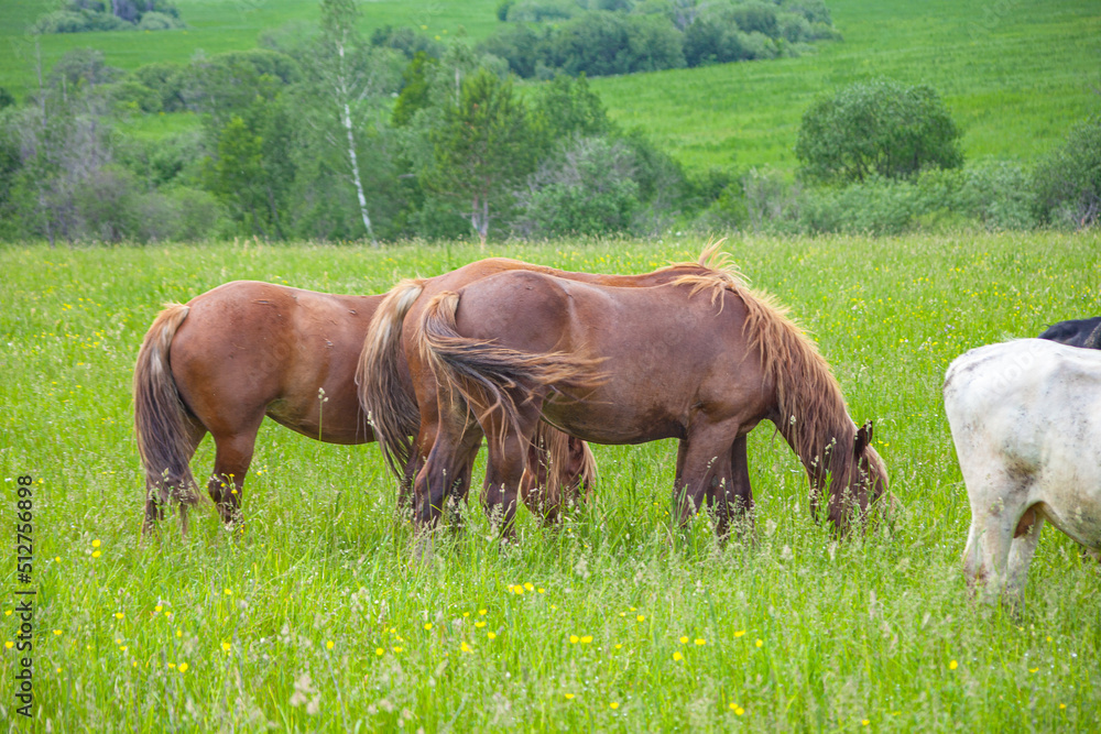 A beautiful horse with a foal in the field. A herd of horses, mares grazing in a green meadow. Beautiful mane. They eat grass. Close-up. A beautiful horse with a foal in the field. A herd of horses, mares grazing in a green meadow. Beautiful mane. They eat grass. Close-up.