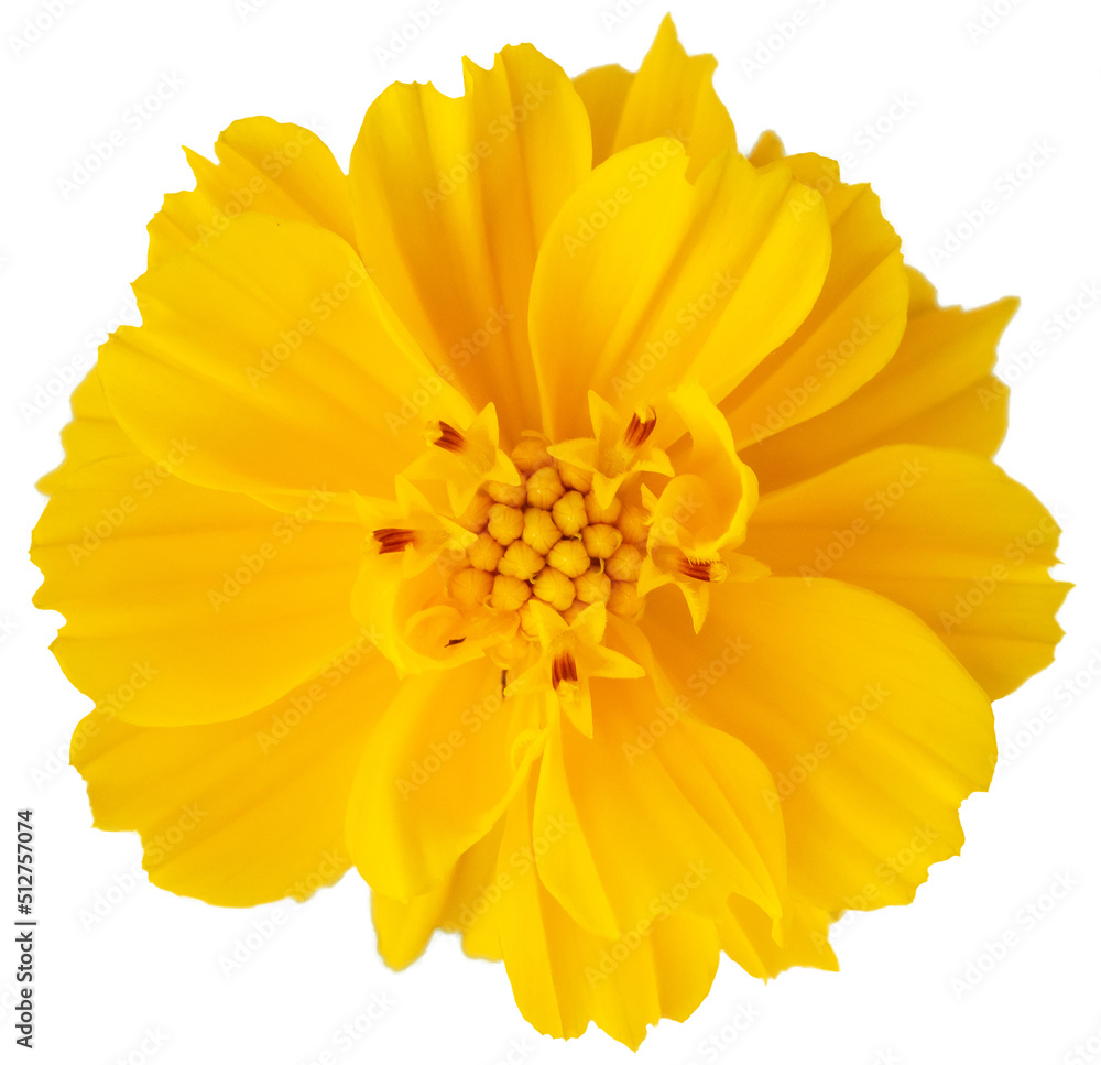 Obraz premium Yellow cosmos flower isolated on white background