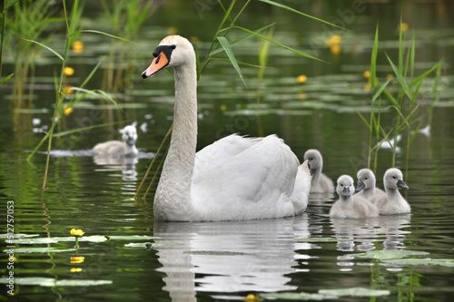 Fototapeta Naklejka Na Ścianę i Meble -  Wonderful little fluffy swans on the lake