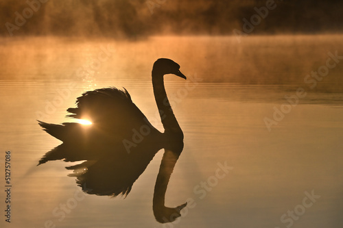 Fototapeta Naklejka Na Ścianę i Meble -  Beautiful silhouette of a white swan in the light of the setting sun